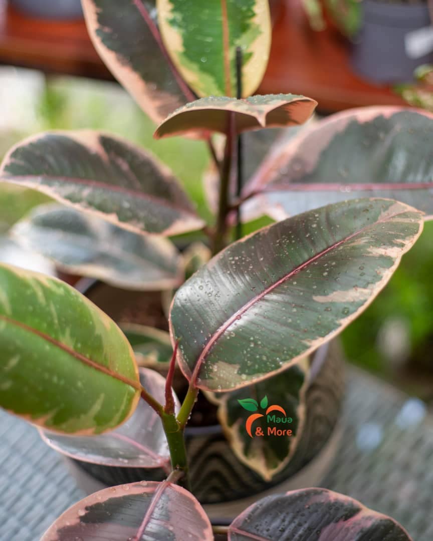 How to care for your Rubber Plant